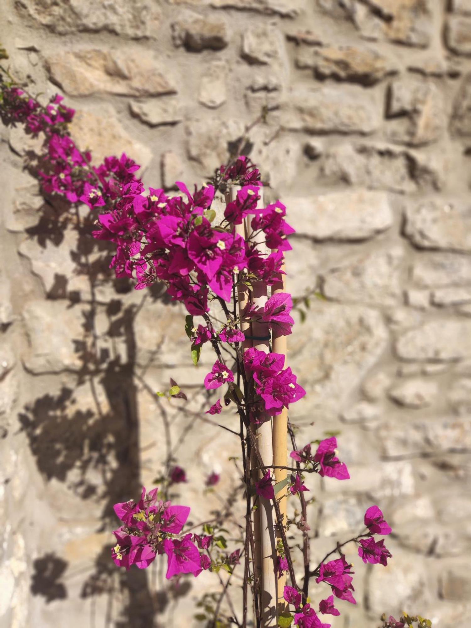 Pyrgi Cretan Living & Spa Pirgos  Exterior foto
